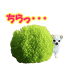 チワワのゆめちゃん♪と、愉快な仲間たち♪（個別スタンプ：7）