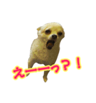 チワワのゆめちゃん♪と、愉快な仲間たち♪（個別スタンプ：9）