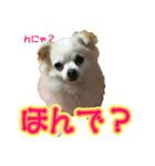 チワワのゆめちゃん♪と、愉快な仲間たち♪（個別スタンプ：11）