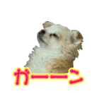 チワワのゆめちゃん♪と、愉快な仲間たち♪（個別スタンプ：12）
