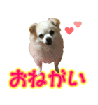 チワワのゆめちゃん♪と、愉快な仲間たち♪（個別スタンプ：13）