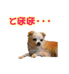チワワのゆめちゃん♪と、愉快な仲間たち♪（個別スタンプ：16）