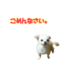 チワワのゆめちゃん♪と、愉快な仲間たち♪（個別スタンプ：17）