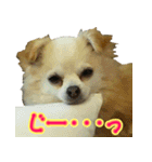 チワワのゆめちゃん♪と、愉快な仲間たち♪（個別スタンプ：18）