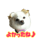 チワワのゆめちゃん♪と、愉快な仲間たち♪（個別スタンプ：22）