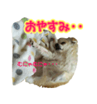 チワワのゆめちゃん♪と、愉快な仲間たち♪（個別スタンプ：23）