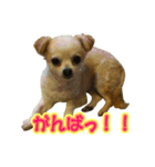 チワワのゆめちゃん♪と、愉快な仲間たち♪（個別スタンプ：24）