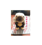 Wonbat minion（個別スタンプ：22）