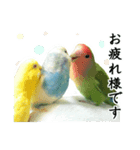 インコ写真スタンプ2（個別スタンプ：1）