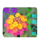 Flowers-2（個別スタンプ：17）