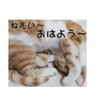 にこ猫 - 真実版 日本語（個別スタンプ：1）