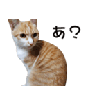 にこ猫 - 真実版 日本語（個別スタンプ：2）