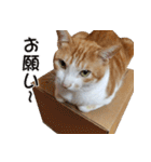 にこ猫 - 真実版 日本語（個別スタンプ：5）