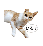 にこ猫 - 真実版 日本語（個別スタンプ：8）