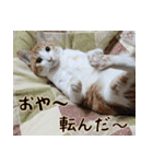 にこ猫 - 真実版 日本語（個別スタンプ：10）