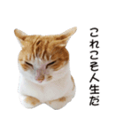 にこ猫 - 真実版 日本語（個別スタンプ：16）