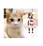 にこ猫 - 真実版 日本語（個別スタンプ：18）