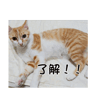 にこ猫 - 真実版 日本語（個別スタンプ：20）