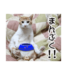 にこ猫 - 真実版 日本語（個別スタンプ：21）