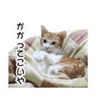 にこ猫 - 真実版 日本語（個別スタンプ：22）