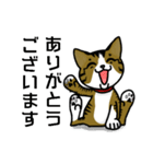 我が家のノラ猫ハナちゃん♀（個別スタンプ：20）