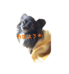 パピヨン系mix犬-日常会話のスタンプ（個別スタンプ：1）
