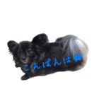 パピヨン系mix犬-日常会話のスタンプ（個別スタンプ：3）
