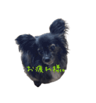 パピヨン系mix犬-日常会話のスタンプ（個別スタンプ：7）