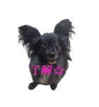 パピヨン系mix犬-日常会話のスタンプ（個別スタンプ：11）
