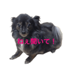 パピヨン系mix犬-日常会話のスタンプ（個別スタンプ：15）