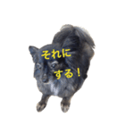 パピヨン系mix犬-日常会話のスタンプ（個別スタンプ：16）