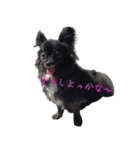 パピヨン系mix犬-日常会話のスタンプ（個別スタンプ：17）