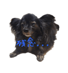 パピヨン系mix犬-日常会話のスタンプ（個別スタンプ：19）