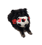 パピヨン系mix犬-日常会話のスタンプ（個別スタンプ：20）