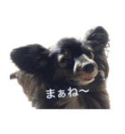パピヨン系mix犬-日常会話のスタンプ（個別スタンプ：25）