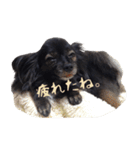 パピヨン系mix犬-日常会話のスタンプ（個別スタンプ：29）