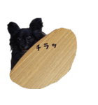 パピヨン系mix犬-日常会話のスタンプ（個別スタンプ：31）