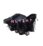 パピヨン系mix犬-日常会話のスタンプ（個別スタンプ：35）