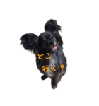 パピヨン系mix犬-日常会話のスタンプ（個別スタンプ：36）
