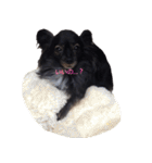 パピヨン系mix犬-日常会話のスタンプ（個別スタンプ：38）