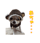 チワワのはなちゃん♪（個別スタンプ：2）