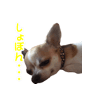 チワワのはなちゃん♪（個別スタンプ：5）
