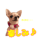 チワワのはなちゃん♪（個別スタンプ：6）