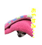 チワワのはなちゃん♪（個別スタンプ：8）