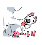 ウチのナマモノ2～ボルゾイと仲間たち（個別スタンプ：9）