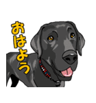 ウチのナマモノ2～ボルゾイと仲間たち（個別スタンプ：17）