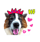 MILO DOG（個別スタンプ：1）
