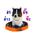 MILO DOG（個別スタンプ：2）
