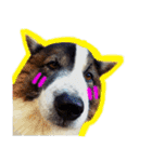 MILO DOG（個別スタンプ：5）