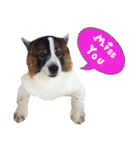 MILO DOG（個別スタンプ：7）